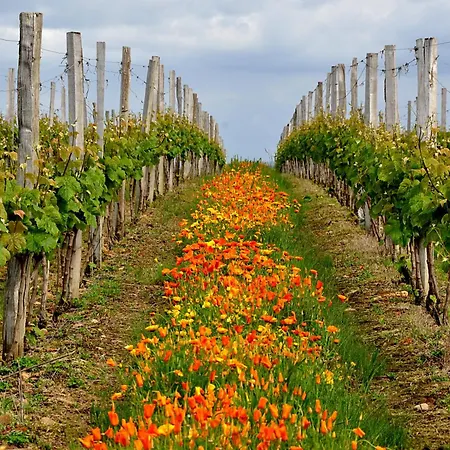 A Poutet Nyaraló Labarthète