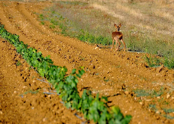 A Poutet Дом отдыха